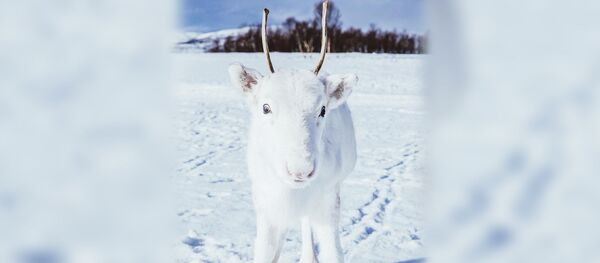 В Норвегии найден самый белый северный олень В Норвегии найден самый белый северный олень - Sputnik Южная Осетия