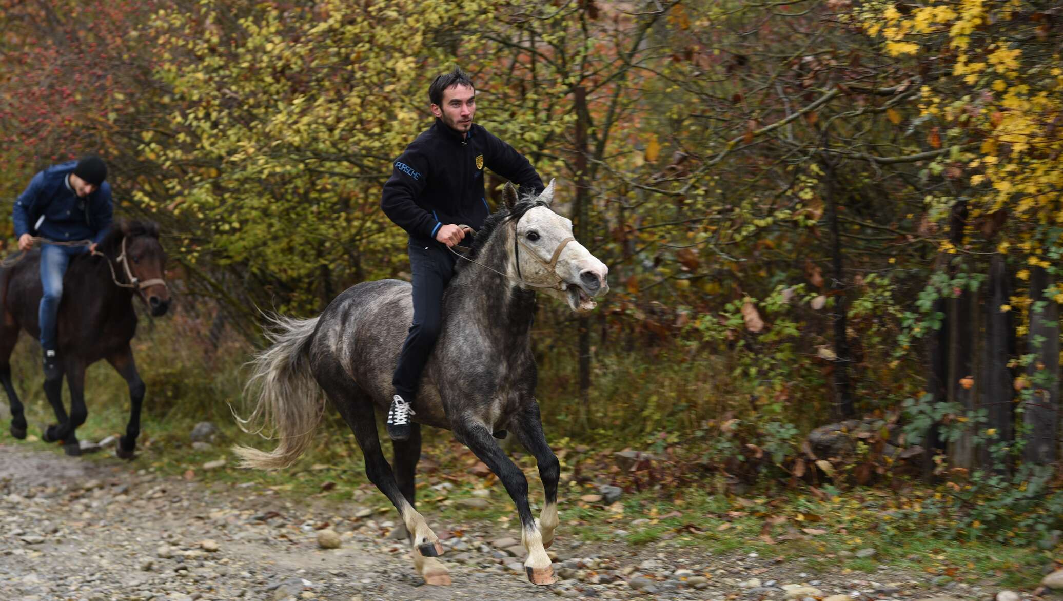 Лошади осетия. Алгус Владикавказ конный. Осетинские лошади. Лошадь гарцует спорт. Южная Осетия лошадь.