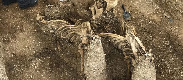 В Великобритании найдены загадочные доисторические скелеты В Великобритании найдены загадочные доисторические скелеты - Sputnik Южная Осетия
