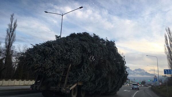 Главная елка прибыла во Владикавказ - Sputnik Южная Осетия