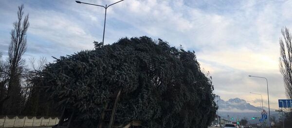 Главная елка прибыла во Владикавказ - Sputnik Южная Осетия