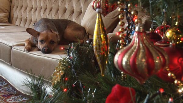 Память о ЧМ-2018: Как собака Бусинка из Адлера нашла дом в Перу - Sputnik Южная Осетия