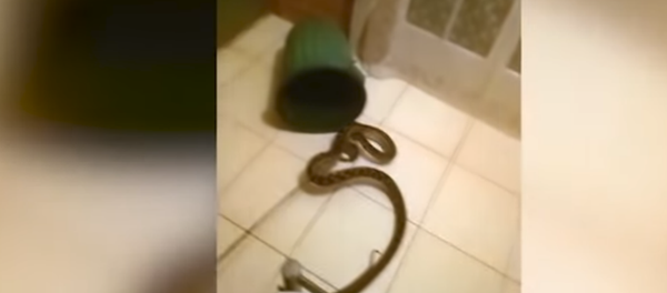 В Австралии питон забрался в кровать к женщине  - Sputnik Южная Осетия