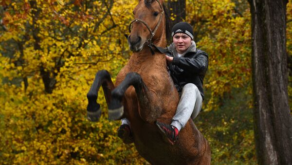 Скачки на лошадях - Sputnik Южная Осетия