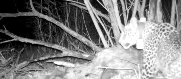 Кавказский барс (переднеазиатский леопард) Волна во время охоты Кавказский барс (переднеазиатский леопард) Волна во время охоты - Sputnik Южная Осетия