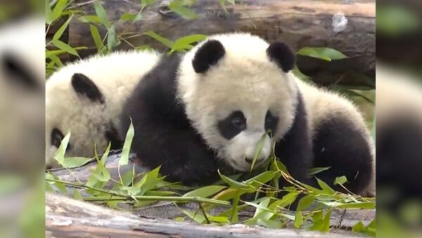 Родившихся в июле панд близнецов показали в Китае - Sputnik Южная Осетия
