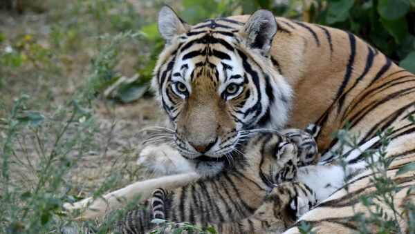 Тигрица с тигрятами - Sputnik Южная Осетия