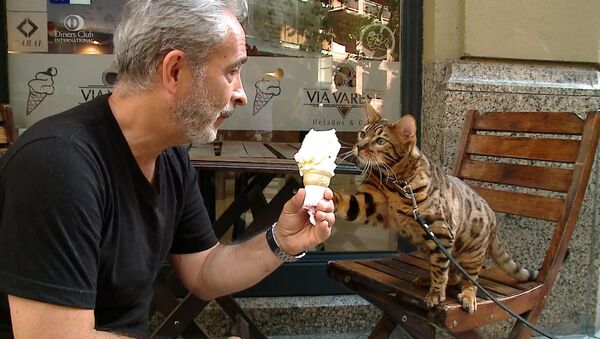 Кот-ягуар любит мороженое и не боится собак - Sputnik Южная Осетия