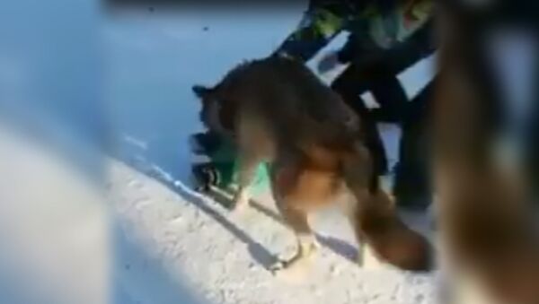 В Челябинске в парке Гагарина волк набросился на ребенка - Sputnik Южная Осетия
