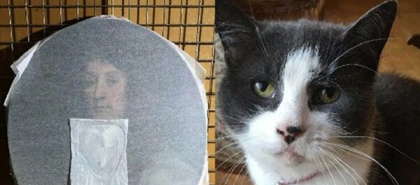 Кот испортил картину XVII века в Британии Кот испортил картину XVII века в Британии - Sputnik Южная Осетия