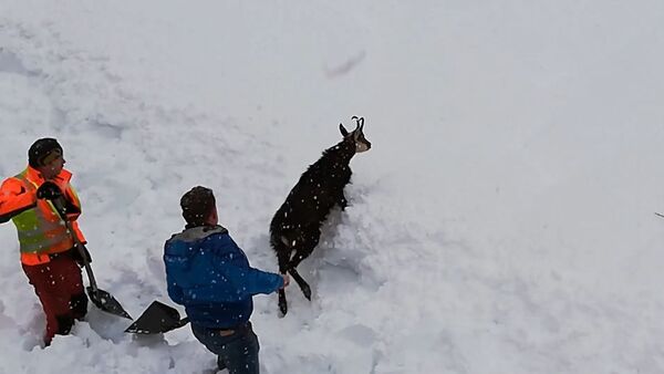 Железнодорожники в Австрии спасли дикую козу из снежного плена - Sputnik Южная Осетия