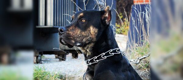 Алано эспаньол Алано эспаньол - Sputnik Южная Осетия