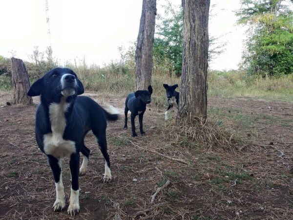 Бродячие собаки в Цхинвале - Sputnik Южная Осетия
