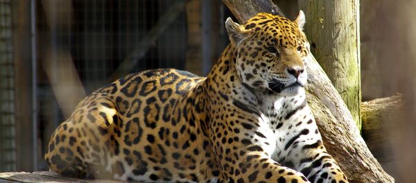 Ягуар - Sputnik Южная Осетия