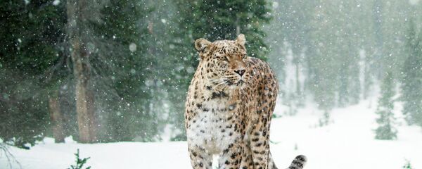 Переднеазиатский леопард (кавказский барс) Переднеазиатский леопард (кавказский барс) - Sputnik Южная Осетия
