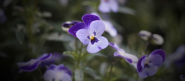 Фиалка - Sputnik Южная Осетия