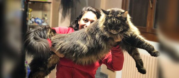 Большой кот - Sputnik Южная Осетия