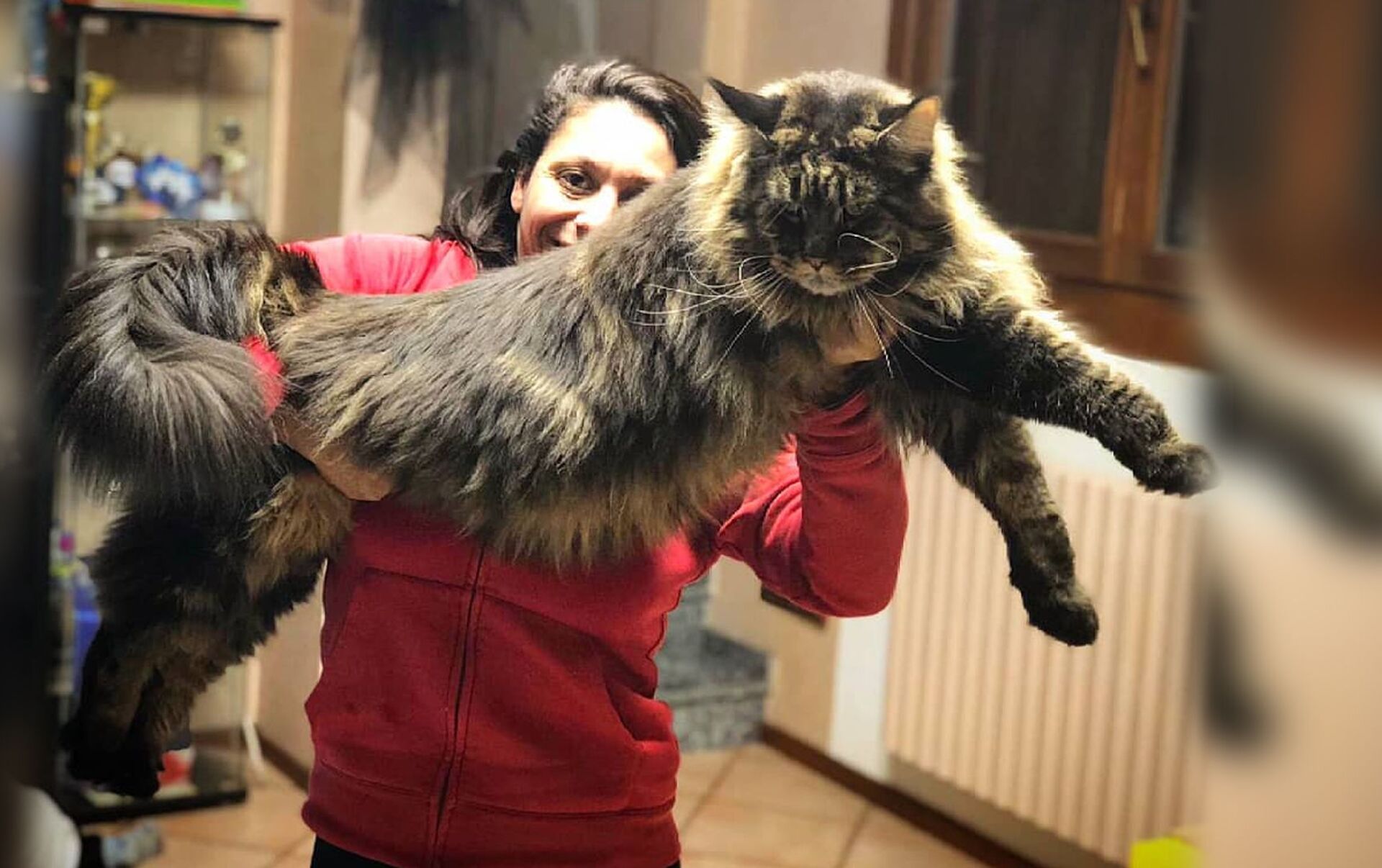 Cual es el gato mas grande