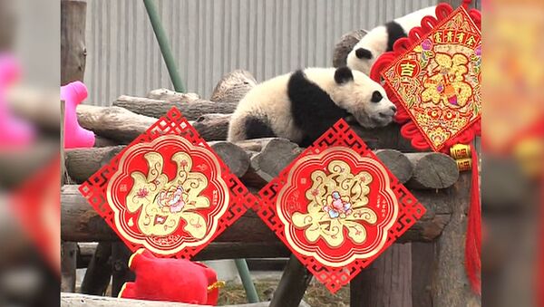 Пушистый праздник: 11 детенышей гигантской панды встретили китайский Новый год - Sputnik Южная Осетия