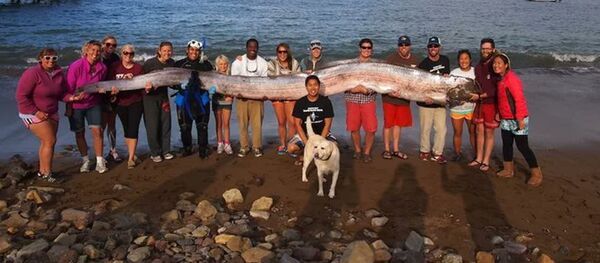 Ремень-рыба - Sputnik Южная Осетия