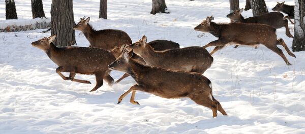 Пятнистые олени - Sputnik Южная Осетия