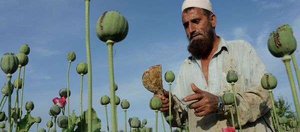 Поле опийного мака. Архивное фото Поле опийного мака. Архивное фото - Sputnik Южная Осетия