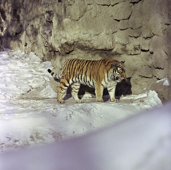 Амурский тигр (уссурийский или дальневосточный) - Sputnik Южная Осетия