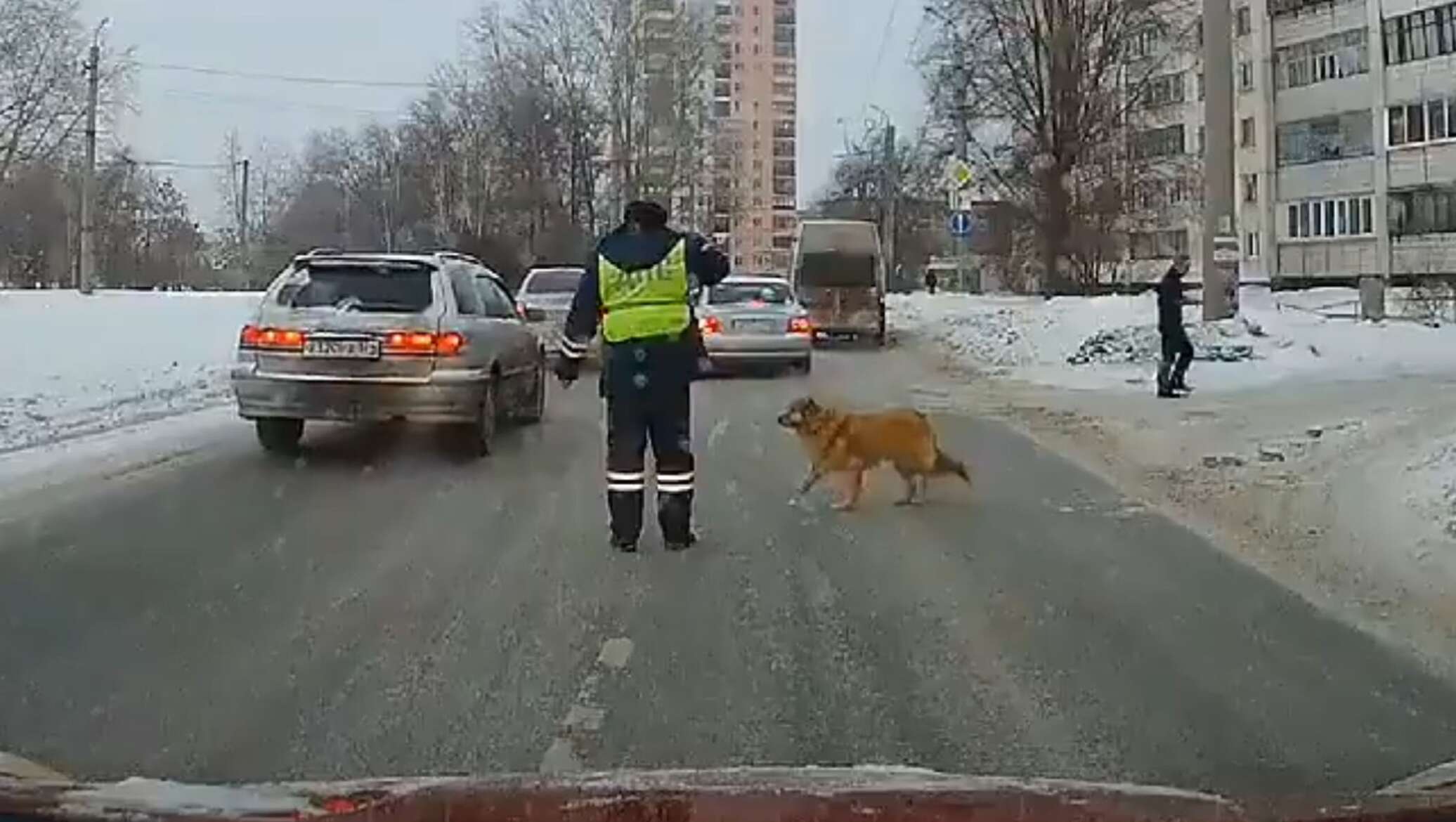 Полицейский помог хромоногой собаке перейти дорогу и стал звездой интернета