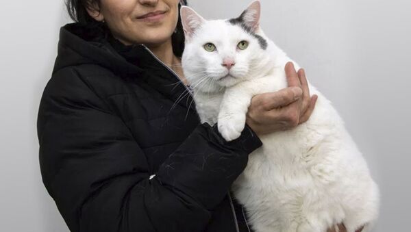 В Великобритании найден самый толстый кот - Sputnik Южная Осетия