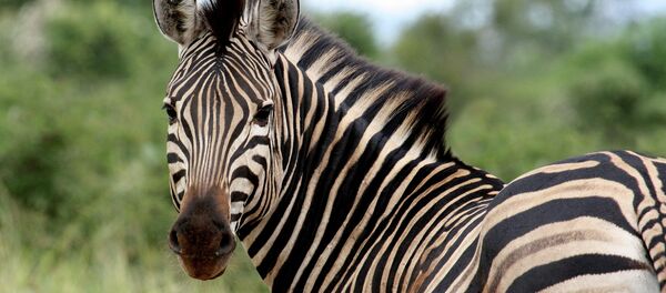 Зебра Зебра - Sputnik Южная Осетия