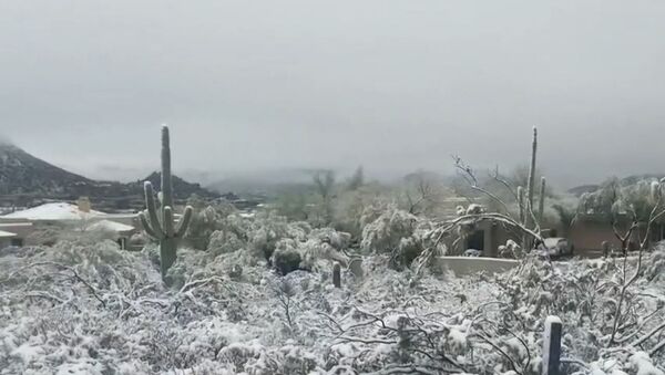 Штат Аризона завалило снегом - Sputnik Южная Осетия