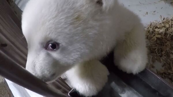 Белый медвежонок в берлинском зоопарке поражает своей милотой - Sputnik Южная Осетия