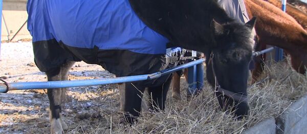 В Подмосковье работает приют для лошадей, списанных на убой - Sputnik Южная Осетия