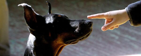 Международная выставка собак во Владивостоке Международная выставка собак во Владивостоке - Sputnik Южная Осетия