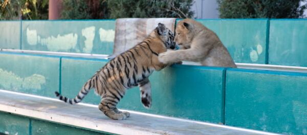 Дружба тигренка Смурфика и львенка Евы - Sputnik Южная Осетия