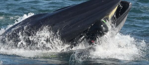 Попытка кита проглотить дайвера попала на видео Попытка кита проглотить дайвера попала на видео - Sputnik Южная Осетия