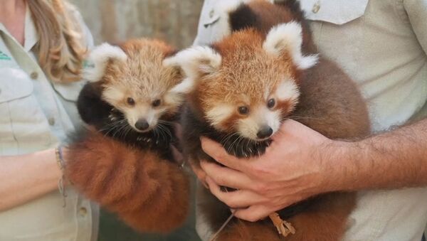 Трех детенышей редкой красной панды показали публике в зоопарке Сиднея - Sputnik Южная Осетия