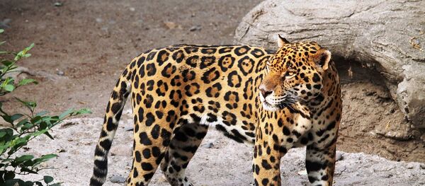 Ягуар Ягуар - Sputnik Южная Осетия