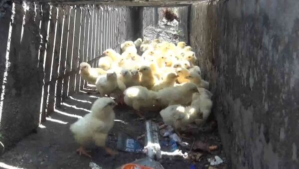 Как цыплят спасали из водостока в Таиланде - Sputnik Южная Осетия