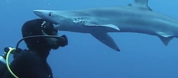 Дайвер и акула Дайвер и акула - Sputnik Южная Осетия
