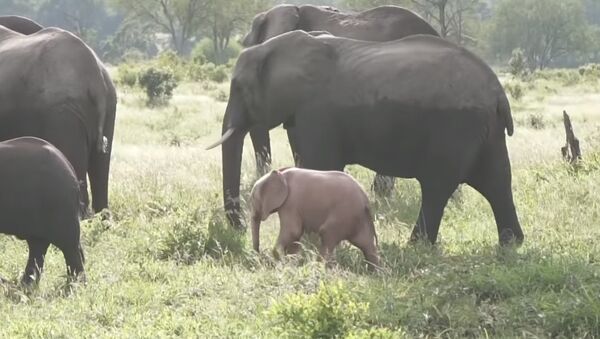 Рожденный другим: розовый слоненок попал на видео в ЮАР - Sputnik Южная Осетия