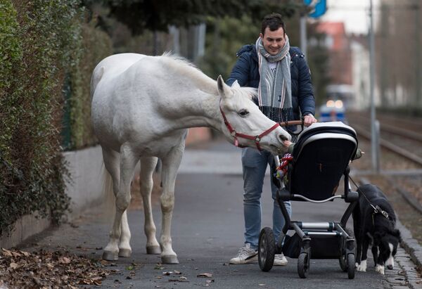 Лошадь по кличке Дженни с интересом осматривает ребенка в коляске, Франкфурт-на-Майне, Германия - Sputnik Южная Осетия