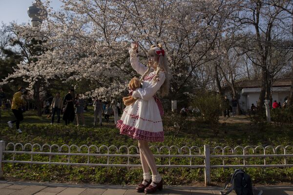 Девушка в костюме героини из японской манги фотографируется с цветущей сакурой в Пекине - Sputnik Южная Осетия