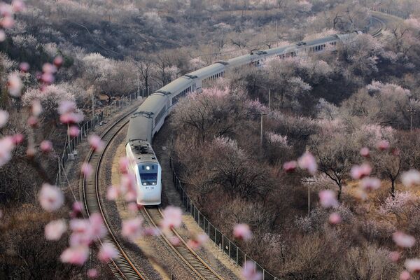 Скоростной поезд проезжает мимо цветущих деревьев у Великой Китайской стены, Пекин - Sputnik Южная Осетия