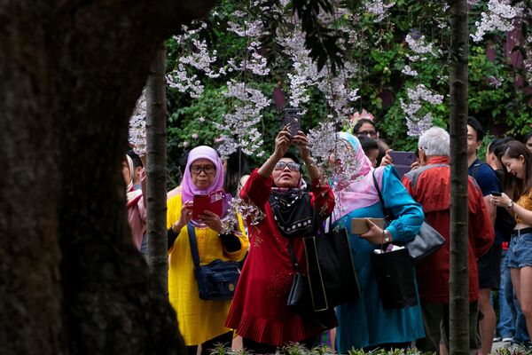 Женщины рассматривают и фотографируют цветущие вишни в Сингапуре - Sputnik Южная Осетия