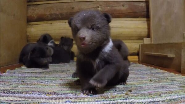 Десять медвежат делают первые шаги в Центре спасения в Тверской области - Sputnik Южная Осетия