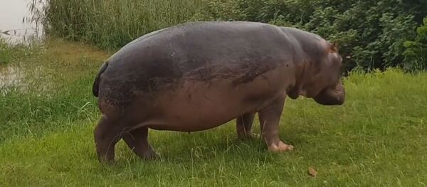 Бегемот Бегемот - Sputnik Южная Осетия