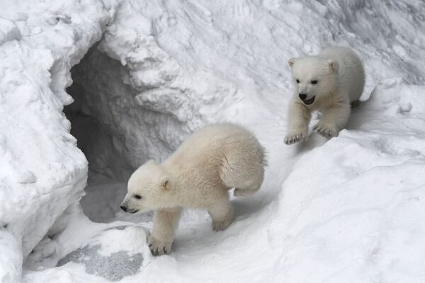 Белые медвежата в Новосибирском зоопарке - Sputnik Южная Осетия