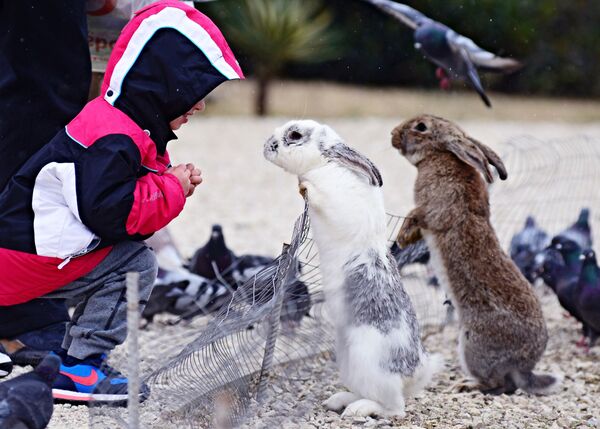 Ребенок рассматривает кроликов в природном орнитологическом парке в Сочи - Sputnik Южная Осетия