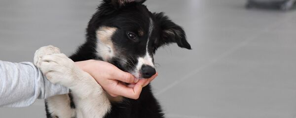 Щенок Щенок - Sputnik Южная Осетия